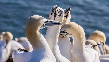 开云在线直播-VALORANT 青训新人首次登场 表现超出预期，valorant发布